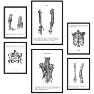 Nacnic – Set mit 6 Anatomie-Postern Muskeln und Knochen (Rücken, Bein, Arm, Wirbelsäule, Becken, Rippen). Poster ideal für Kliniken. Größen A3 und A4, ohne Rahmen.