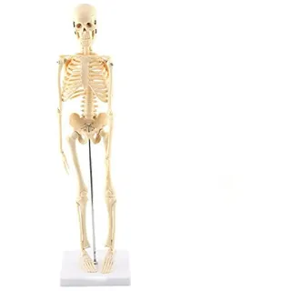 GAESHOW Kleines Anatomie Modell, Menschlichen Mini Skelett Modell, Mini Skelett Anatomie, Skeletts Anatomisches Lehrwerkzeug mit PVC Basis, Anatomisches Modell mit Abnehmbarer Totenkopfkappe, 45 cm