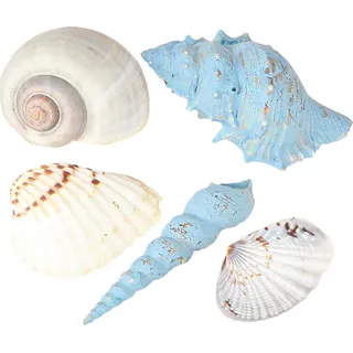 Deko Muscheln und Schneckenhäuser für maritimes Flair
