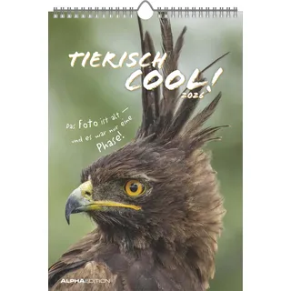 ALPHA EDITION GmbH & Co. KG Tierisch cool! Kalender Wandkalender 2026 23,7×34 cm