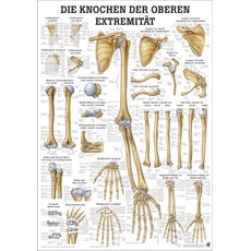 Ruediger Anatomie TA63LAM Die Knochen der oberen Extremität Tafel, 70 cm x 100 cm, laminiert