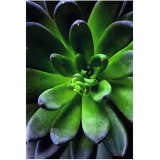 KOMAR Wandbild Succulent Single 50 x 70 cm