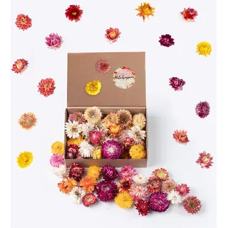Kunstharz.Art Getrocknete Blumen als Frühlingsdeko und zum Kranz Basteln - Strohblumen Trockenblumen in Bunt Mix - Natürliche Streudeko - Frühling und Sommer Tischdekoration - Perfekt für Hochzeit