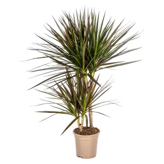 Dracaena Marginata Magenta 17cm Topf - Höhe 50-70cm - Grün