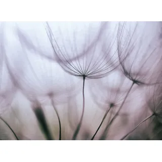 Papermoon »Purple Abstract Dandelion« bunt,