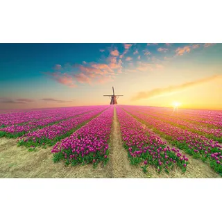 Papermoon "TULPEN-NATUR BLUMEN LANDSCHAFT WINDMÜLE LAVENDEL BLUMEN", bunt,