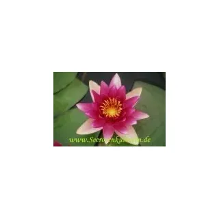 2 SEEROSEN der Sorte Escarboucle, rote Blüten