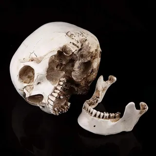 Lebensgröße 1 : 1 Replik Realistisches menschliches Schädelkopfknochenmodell Lehrwerkzeug HalloweenWeiß , für HalloweenMedizinische Modelle Menschliches Schädel Anatomisches