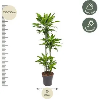 Drachenbaum Zimmerpflanze Ø27cm Ø140cm - pflegeleichte Grünpflanze für - Grün, Gold