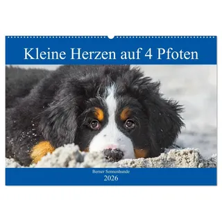 Kleine Herzen auf 4 Pfoten - Berner Sennenhunde (Wandkalender 2026 DIN A2 quer), CALVENDO Monatskalender: Entzückende Berner Sennenhunde-Welpen begleiten uns durch das Jahr (CALVENDO Tiere)