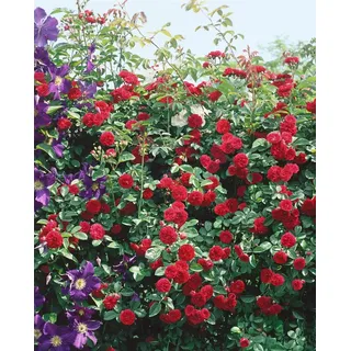 Rosa 'Chevy Chase', Kletterrose, rot, 5-7,5 Liter Container