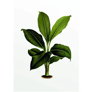 Komar Wandbild | Elastica Leaf | Poster, Bild, Wohnzimmer, Schlafzimmer, Dekoration, Kunstdruck | ohne Rahmen | P055-30x40 | Größe: 30 x 40 cm (Breite x Höhe)