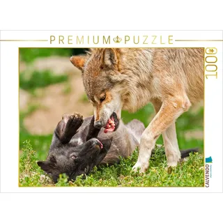 CALVENDO Puzzle Wölfe 1000 Teile Puzzle quer | Lege-Größe cm Foto-Puzzle für glückliche Stunden