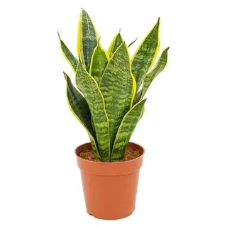 Sansevieria trifasciata Futura Superba 30-35 cm / Topf Ø 10 cm - bunter Bogenhanf
