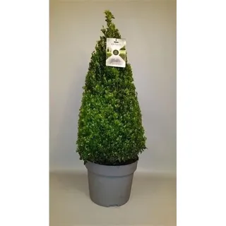 5 Stück Buchsbaum Pyramide 90 cm – Buxus sempervirens Kegelform, immergrün, winterhart, Formschnitt im Topf für Garten, Terrasse, Eingangsbereich