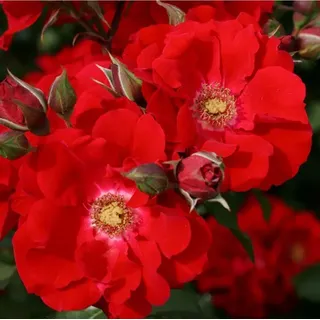 2 x Kordes Eleganza® Rose - Rosa 'Roter Korsar'®