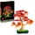 Botanicals Japanischer Roter Ahorn – Bonsai-Baum