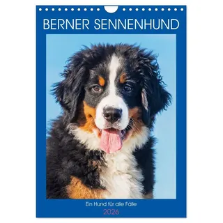 Calvendo Berner Sennenhund - Ein Hund für alle Fälle (Wandkalender 2026 DIN A4 hoch), CALVENDO Monatskalender: