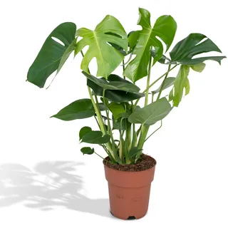 Meergroothandel Monstera Deliciosa (Lochpflanze) - 60 cm, Ø19 cm