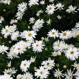 6 x Kissen Aster - Aster 'Kristina' | Topf 9cm x 9cm