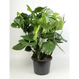 XXL Monstera delicosa 80-100 cm - Köstliche Fensterblatt - Zimmerpflanze - bessere Raumluft - Grünpflanze