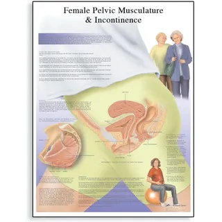 3B Scientific Human Anatomy – Inkontinenzdiagramm für Frauen, Papier-Version