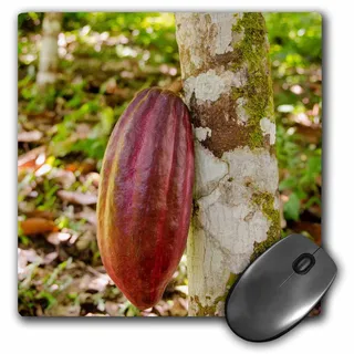 3dRose Belize, Punta Gorda, Agouti Cacao Farm, Ripe Cacao Pod – Mauspad, 20,3 x 20,3 cm (mp_187553_1)