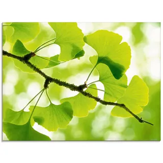 Artland Glasbild »Ginkgo« Blätter 1 Stk. tlg. in verschiedenen Größen, grün