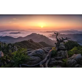 Papermoon "Photo-Art TIGER SEO, SONNENAUFGANG AUF DER SPITZE", bunt,