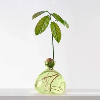 Avocado Glas Vase, Avocado vase Grün,glasvase Fuer avocadokern Keimglas ohne Zahnstocher, Hydroponic Glasvase Fuer Pflanze Deko Wohnzimmer Couchtisch-Ideal für Pflanzenliebhaber und Kinder