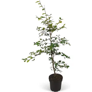 Rotbuche Set à 50 Stück Höhe ca. 80 - 100 cm Topf ca. 2 l Fagus sylvatica