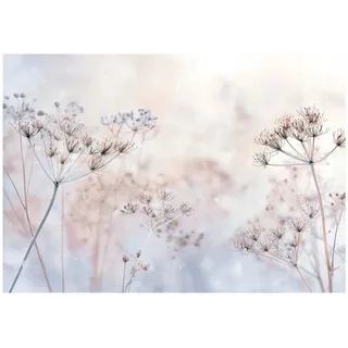 WallArena Fototapete Blumen Pusteblumen Beige 350x250 cm