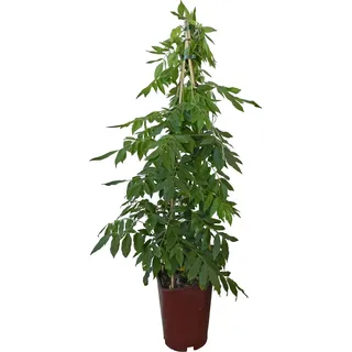 GROW by OBI Blauregen Mix Höhe ca. 80 cm Topf ca. 6 l Wisteria