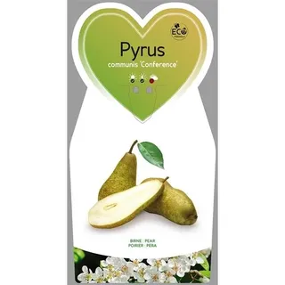 Birnbaum 'Conference' ca. 120 cm - Pyrus com. 'Conference' - Herbstbirne