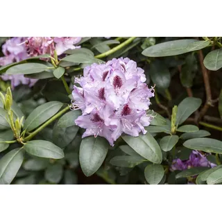 Rhododendron Hybr. 'Humboldt', Rhododendron, rosa Blüten, 80–90 cm