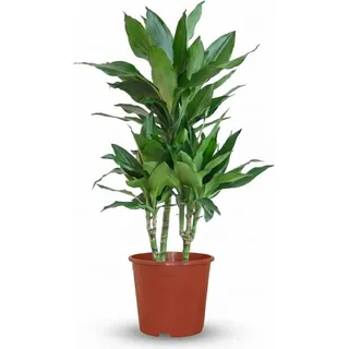 Drachenbaum Dracaena Janet Craig Ø21cm 90-100cm Zimmerpflanze Pflegeleicht