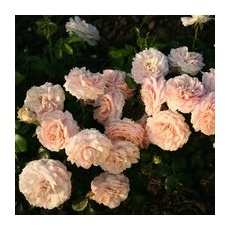 KORDES ROSEN Beetrose, Rosa »Cremosa®«, Blüte: apricot, gefüllt