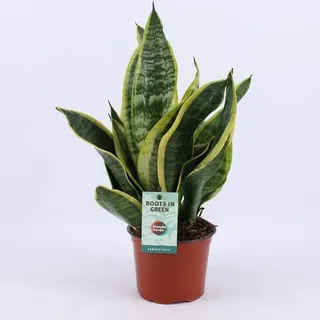 Bogenhanf Sansevieria Futura Superba – Ø12cm – 35cm hoch – Robust & pflegeleicht – Zimmerpflanze für Zuhause & Büro