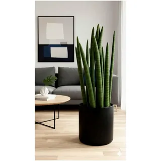 Sansevieria cylindrica, Bogenhanf, luftreinigend, XXL Zimmerpflanze, ca. 65 cm hoch