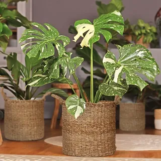 Seegras-Pflanzkörbe mit Zinkschalen, 3er-Set