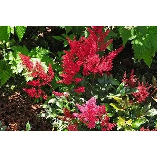 6 x Astilbe (j) 'Red Sentinel' - Prachtspiere - Topf 9 x 9 cm