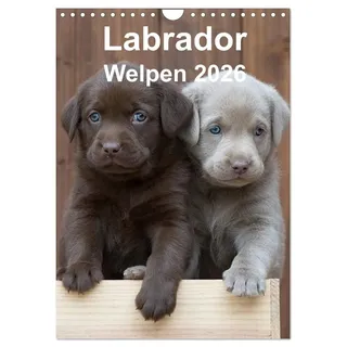 Labrador Welpen (Wandkalender 2026 DIN A4 hoch), CALVENDO Monatskalender: Ein ganzes Jahr voller Labrador Welpen (CALVENDO Tiere)