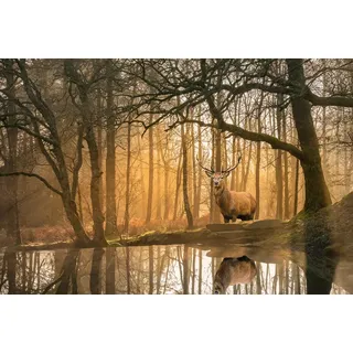 Papermoon Fototapete »Hirsch im Wald«, bunt