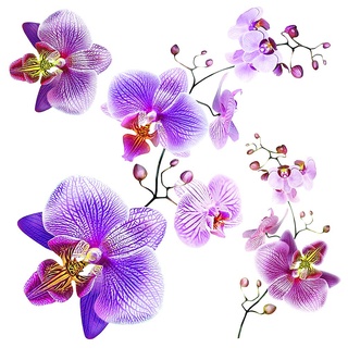 Orchideen Wohnzimmer, Küche, Wandstickers, Wandtattoo Büro, Schlafzimmer, Flur deko von AG Design 30 x 30 cm | SS 3859