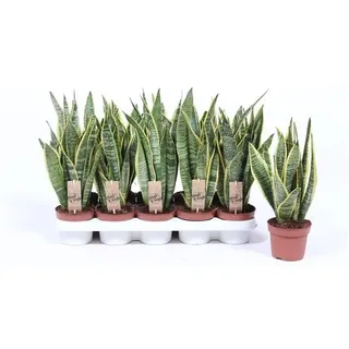 Sansevieria trifasciata Laurentii 40 cm Bogenhanf Zimmerpflanze