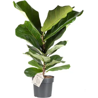 Geigenfeige Höhe ca. 65 - 75 cm Topf-Ø ca. 17 cm Ficus lyrata