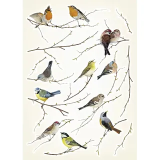 KOMAR Dekosticker "Vogerl 50 x 70 cm bunt