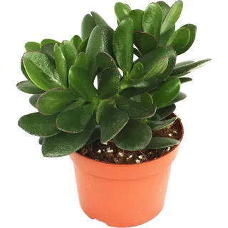 Crassula portulacea - Geldbaum - große Pflanze im 12cm Topf