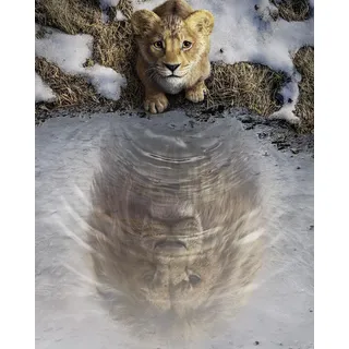 Komar Wandbild- Disney Mufasa The Lion King - Größe 40 x 50 cm - Poster, Kinderzimmer, Dekoration - gerollt ohne Rahmen, Blau,Braun