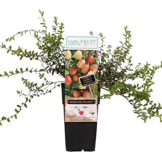 Großfrüchtige Moosbeere Vaccinium macrocarpon Early Black Cranberry 60 cm Pflanze winterhart – Herbstgeschmack für Garten & Balkon kaufen